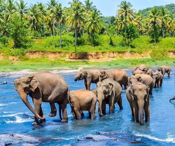From Kandy: Pinnawala Day Tour