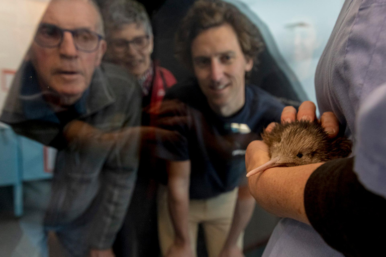 Rotorua: National Kiwi Hatchery TourRotorua: Tur till det nationella kläckeriet för kivifåglar