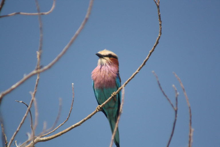 Salt Pans & Delta: Tour with game drives, mokoro & boat trip