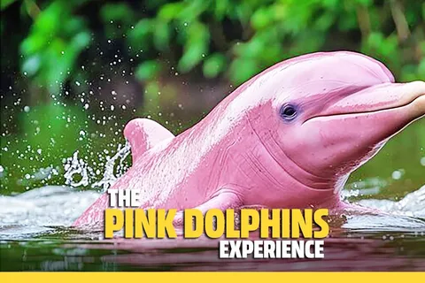 Von Koh Samui: Pink Dolphin Boat Tour nach Khanom mit Mittagessen