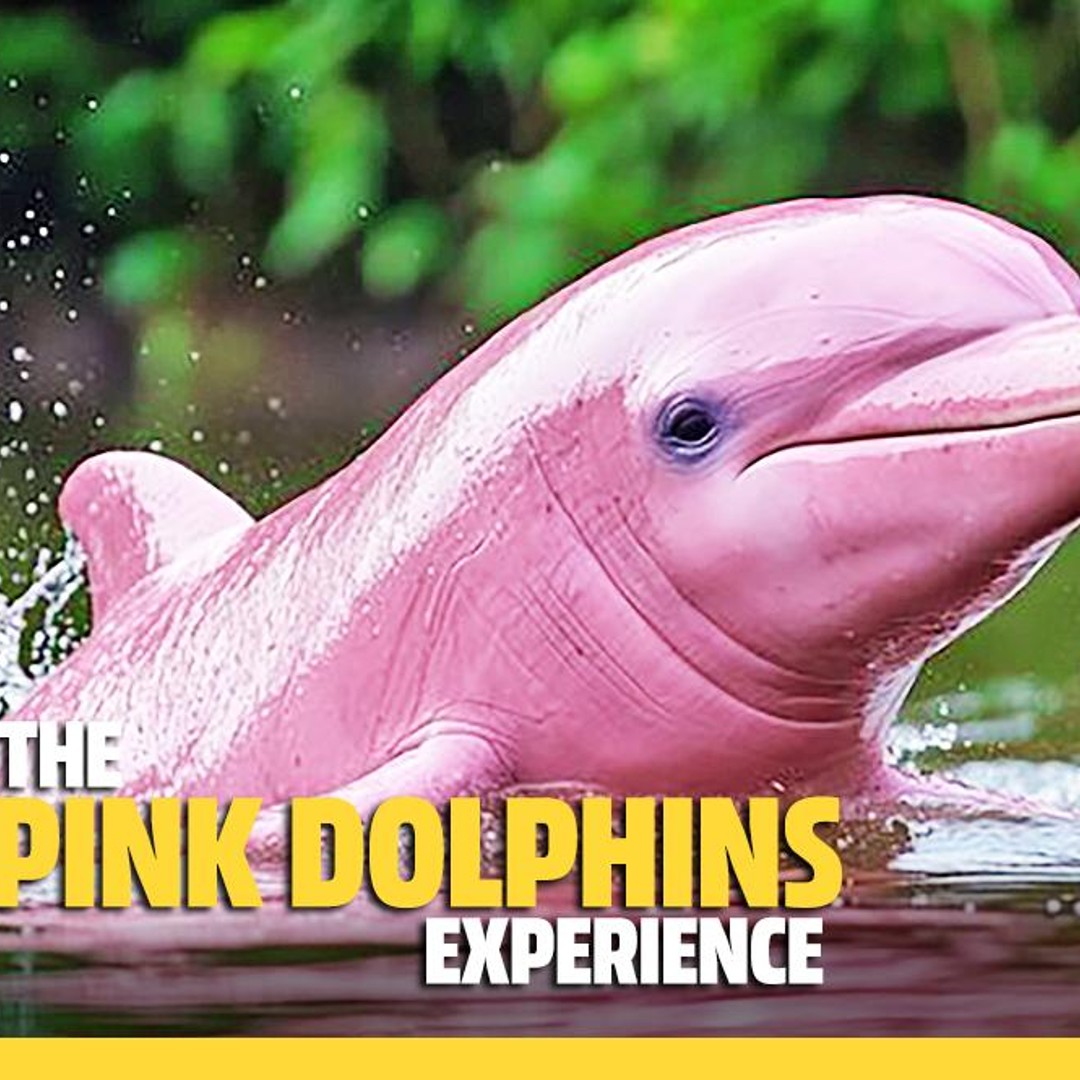 Dolphin オーシャンドルフィンピンク ドルフィン ブランデー｜ピンクドルフィン40% 500ml（2匹版 デュエット