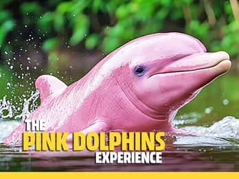 From Koh Samui: Pink Dolphin Boat Tour to Khanom with Lunch