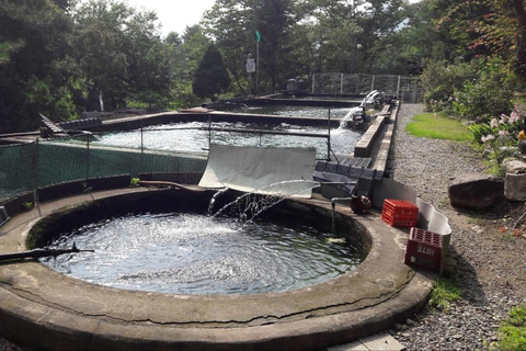 From Seoul: Gapyeong Songsan Trout Farm with Meal