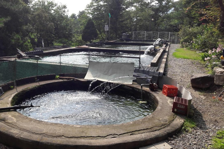 From Seoul: Gapyeong Songsan Trout Farm with Meal