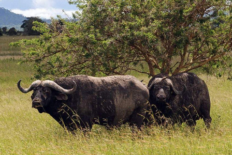 Daressalam: 5-tägige Safari im Süden