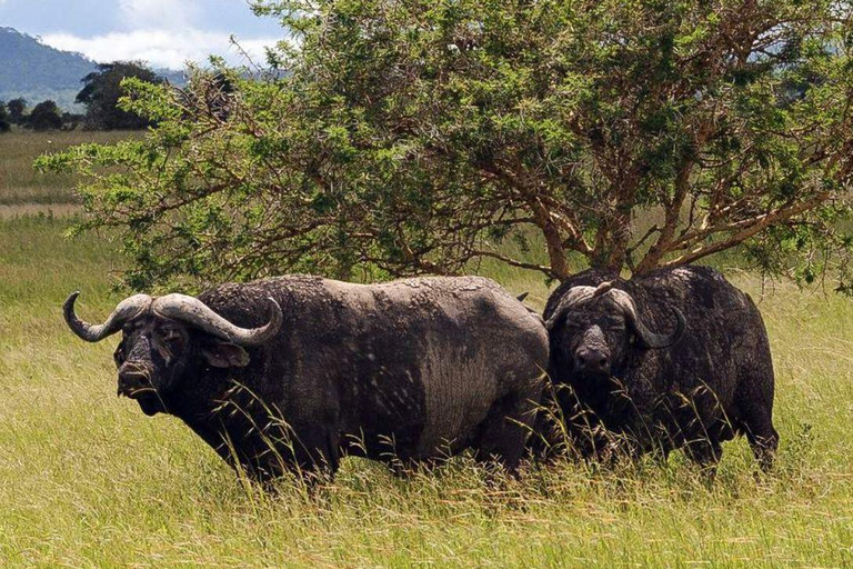 Daressalam: 5-tägige Safari im Süden
