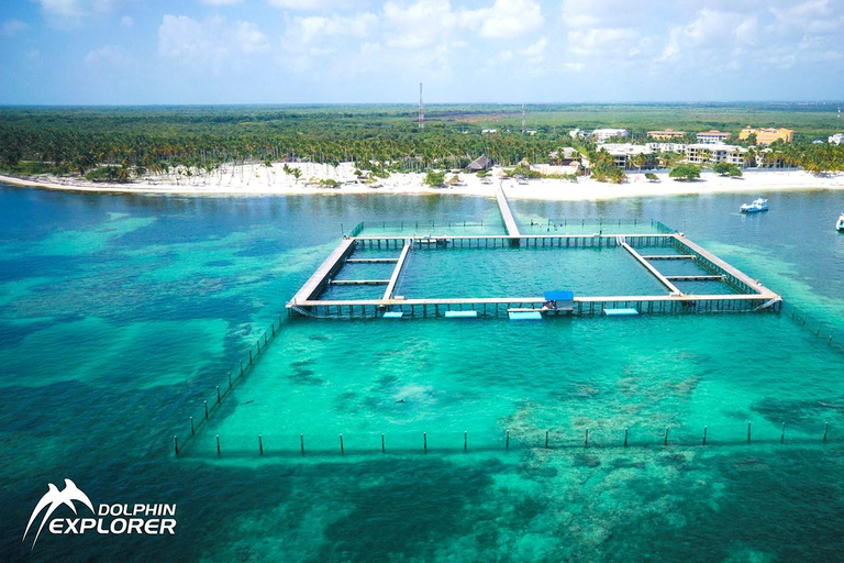 Avventura di nuoto con i delfini a Punta Cana: Esperienza con i delfini di 40 minuti