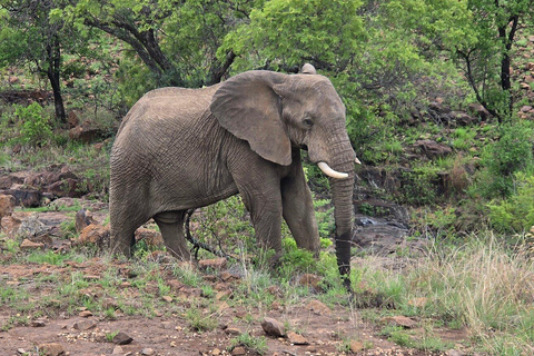 Pilanesberg Safari and Sun City Full Day Tour Private Tour Rate