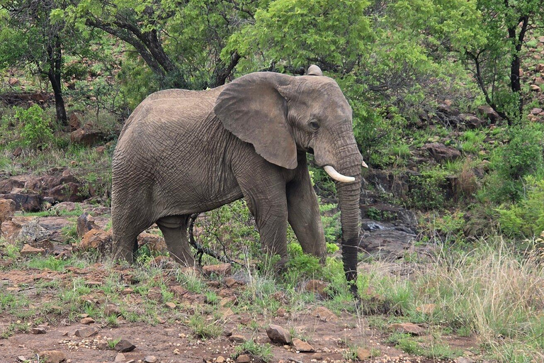 Pilanesberg Safari and Sun City Full Day Tour Private Tour Rate