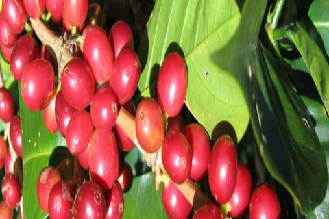 3-Day Coffee Farm & Local Culture Experience in Yirgalem