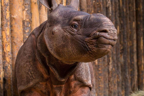 Nairobi: tour di un giorno a Ol Pejeta da NairobiNairobi: Tour di un giorno di Ol Pejeta da Nairobi