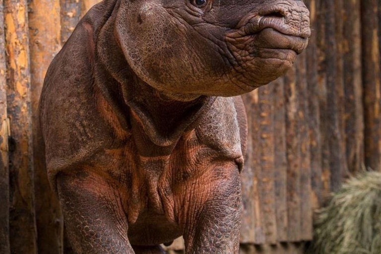 Nairobi: tour di un giorno a Ol Pejeta da NairobiNairobi: Tour di un giorno di Ol Pejeta da Nairobi