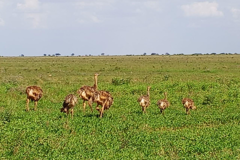 Mombasa: 4-Day Tsavo East, Tsavo West, & Amboseli Safari