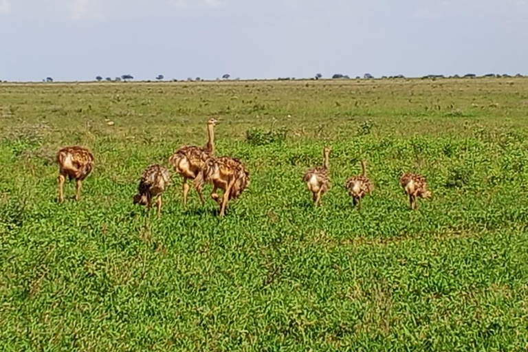 Mombasa: 4-Day Tsavo East, Tsavo West, & Amboseli Safari