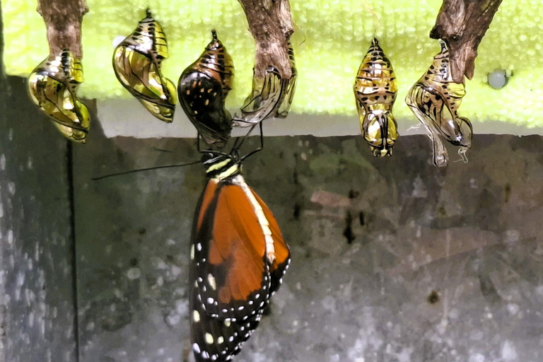 Boquete Butterfly House: Panama's Largest Butterfly Exhibit