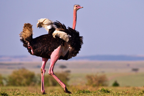 EEN DAG NAAR AMBOSELI NATIONAAL PARK