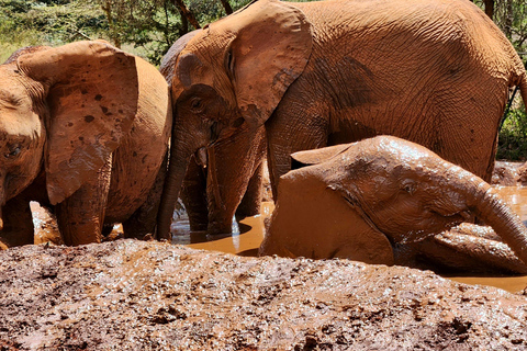 Nairobi: Elephant Orphanage Trust and Giraffe Center Tour