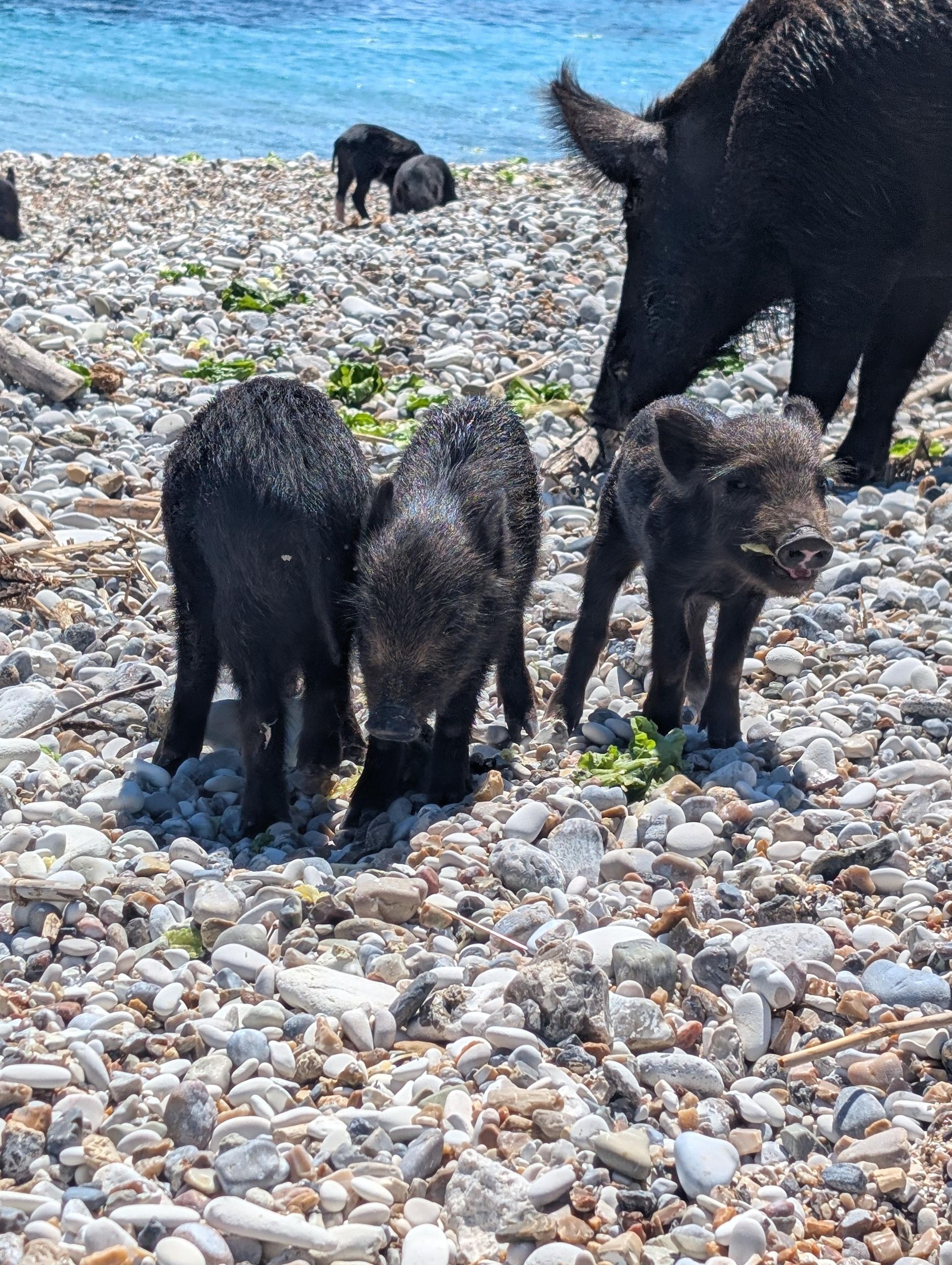 Nydri: All-Inclusive-VIP-Piggy-Cruise – Atokos