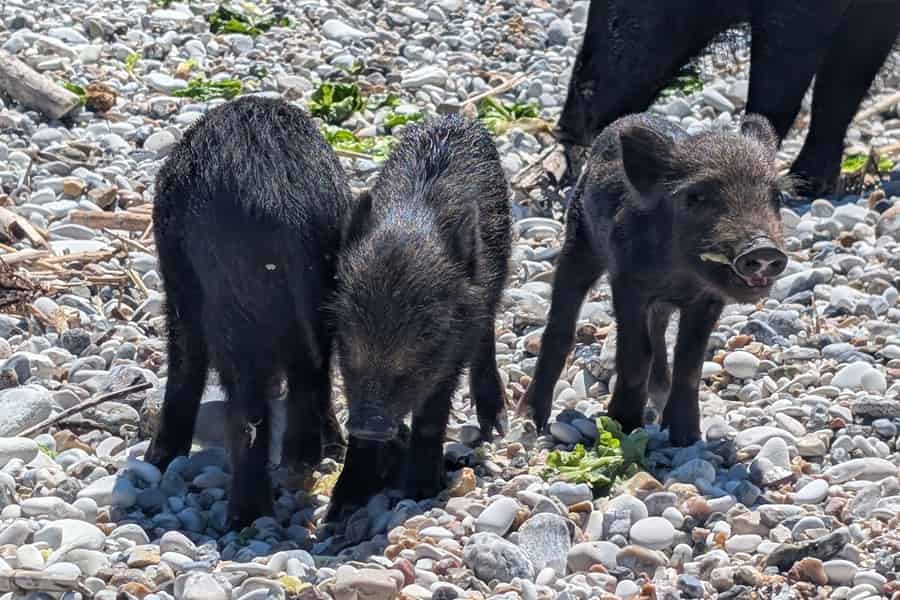 Nydri: All-Inclusive-VIP-Piggy-Cruise & schwimmende Schweine. Foto: GetYourGuide Nydri: All-Inclusive-VIP-Piggy-Cruise & schwimmende Schweine. Foto: GetYourGuide
