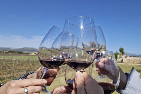 Alcúdia/Can Picafort: Guided Vineyard Visit and Wine Tasting Pickup at a Meeting Point Near Playa de Muro