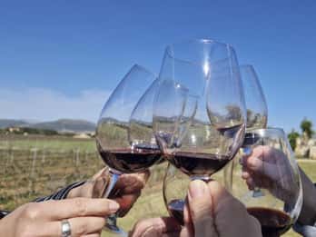 Alcúdia/Can Picafort: Geführte Besichtigung der Weinberge und Weinprobe