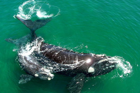 From Puerto Madryn: Full-Day Valdes Peninsula Tour