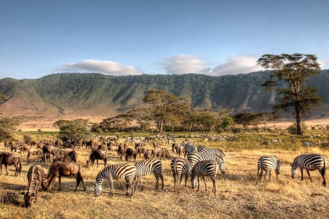 Arusha: Serengeti, Ngorongoro und Manyara und Tarangireserengeti-ngorongoro-manyara-tarangire