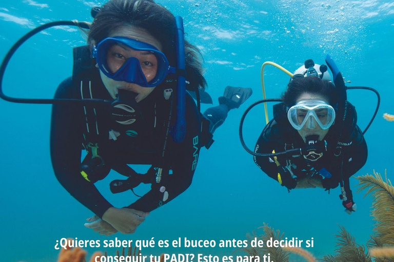 Try dive and have a wonderful experience in Lanzarote Diving in Lanzarote at the most beautiful area