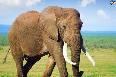 3-Day Tsavo West Safari for Senior Travelers