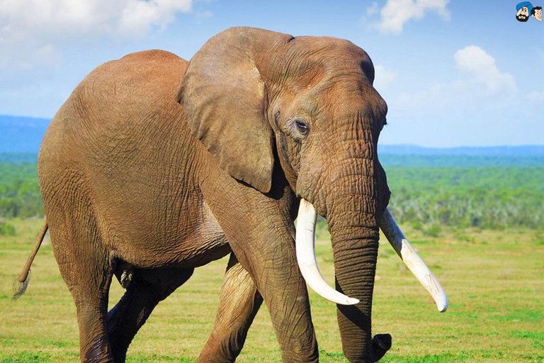 3-Day Tsavo West Safari for Senior Travelers