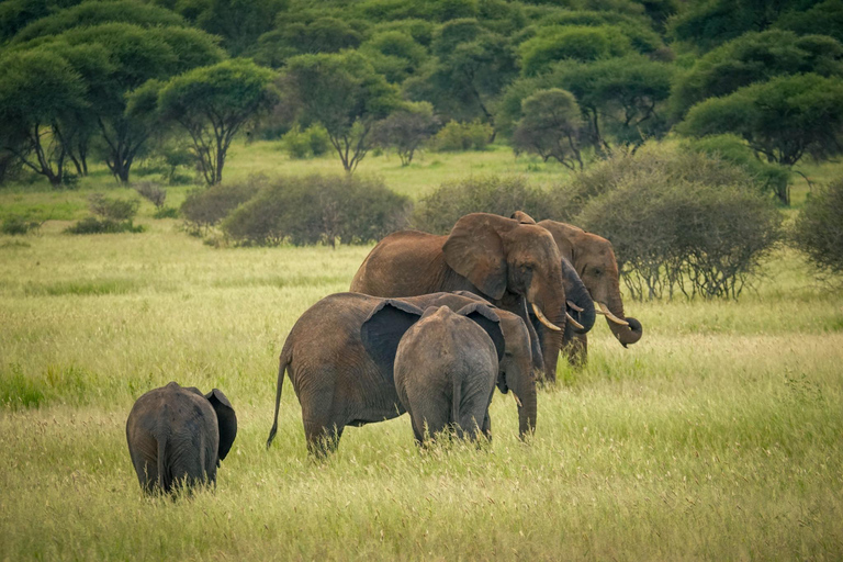 Makuyuni 野生动物园：亲密步行观光和游猎
