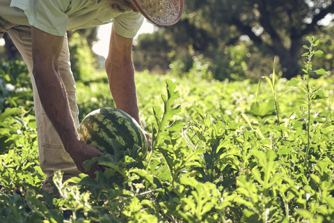 Zakynthos: Organic Farm Tour with Olive Oil Tasting