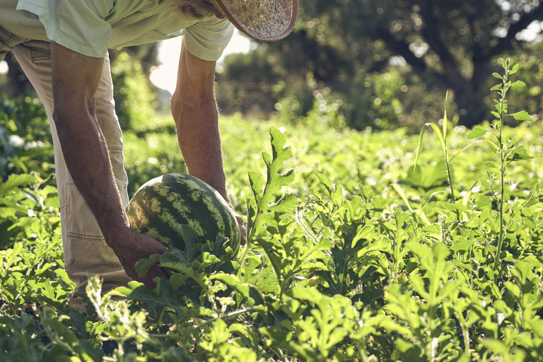 Zakynthos: Organic Farm Tour with Olive Oil Tasting