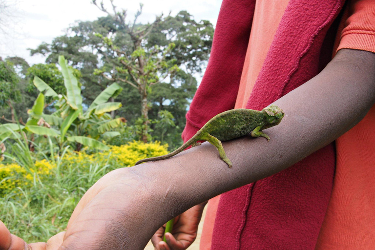 1-Day Into Nature; Materuni Coffee and Waterfalls Tour