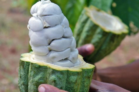 Pemba: wioska Tumbe, farma przypraw i wycieczka na wyspę Kojani