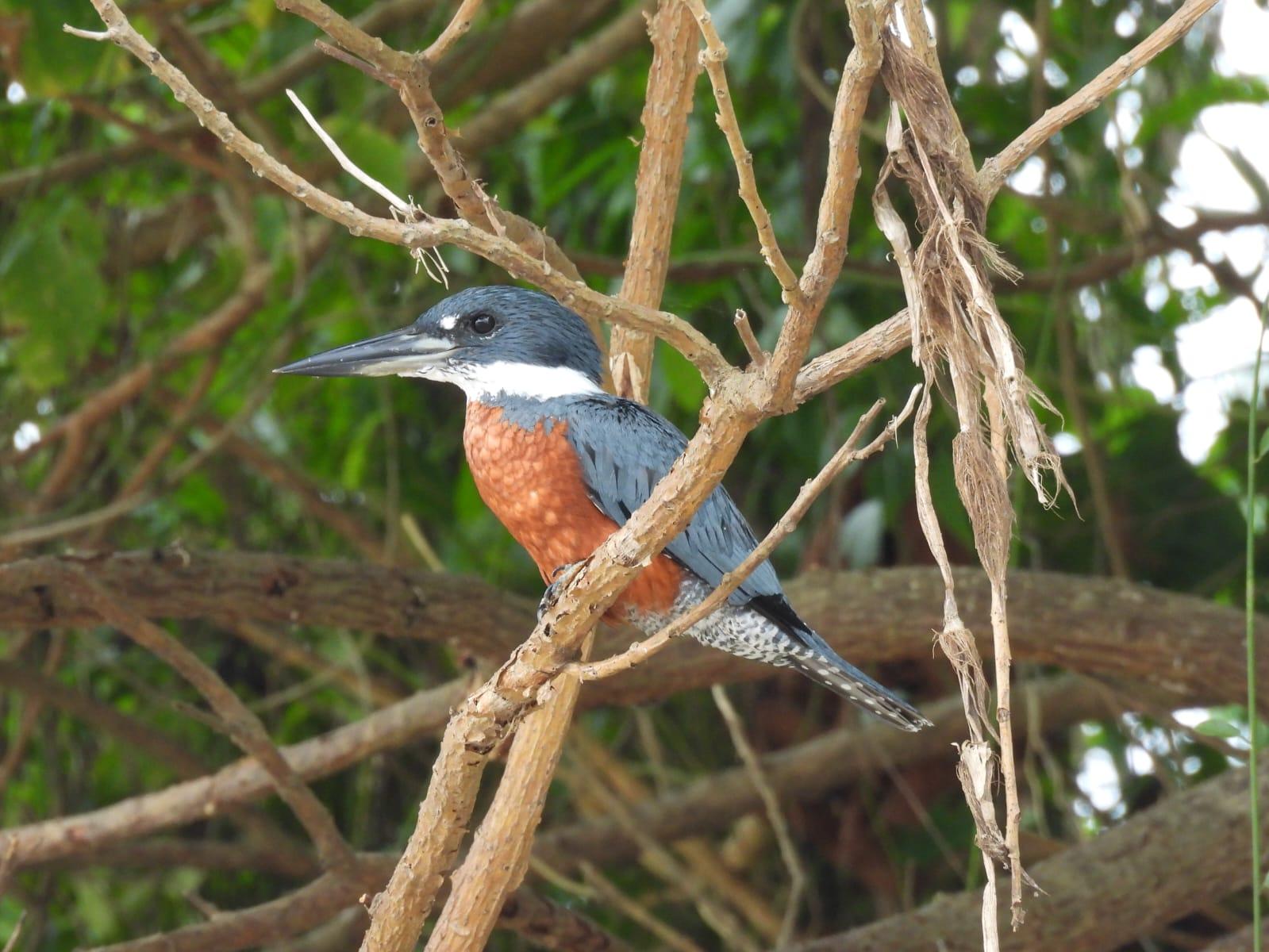 Iquitos: Vogelbeobachtungstour | Momón-Fluss