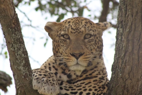Safari de acampada de varios días por el Serengeti y el Ngorongoro