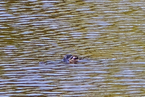 Orlando Alligator Experience: Day-Trip From Orlando Standard Option