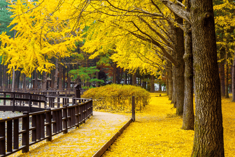 Från Seoul: Dagstur till Nami Island, Koreanska trädgården och Rail Bike