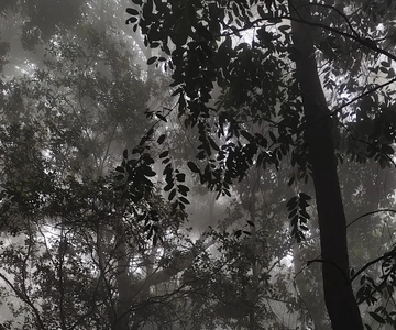 Tamilnadu: Excursão de 4 dias a Ooty, Coonoor e Coimbatore