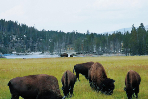 Las Vegas Round-trip| Yellowstone 7 Days Tour with Starlink Single Room