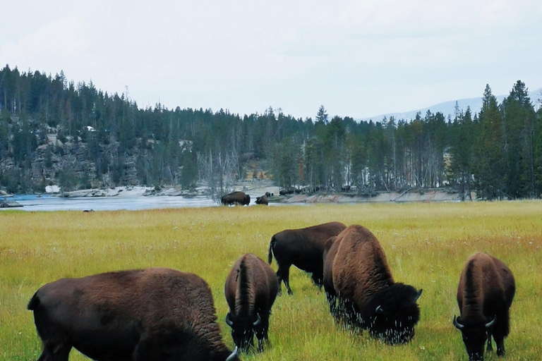 Las Vegas Round-trip| Yellowstone 7 Days Tour with Starlink Single Room