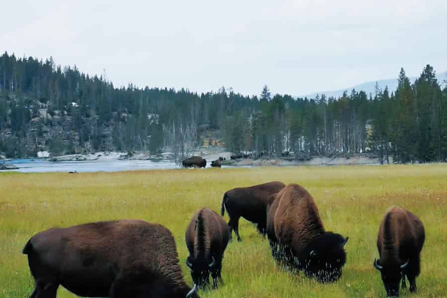 6-Tagestour: Yellowstone, Grand Teton und Antelope Canyon. Foto: GetYourGuide