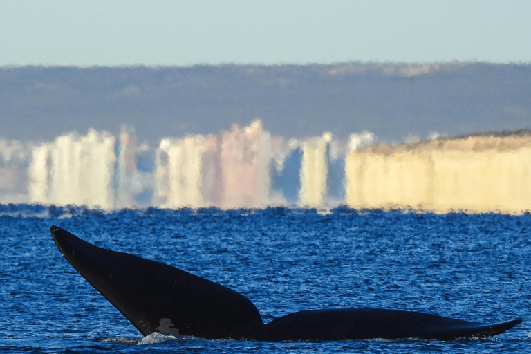 Whales in Peninsula Valdés: Coastal and Boat Whale Watching