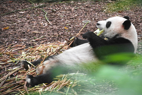 成都熊猫基地和乐山大佛之旅