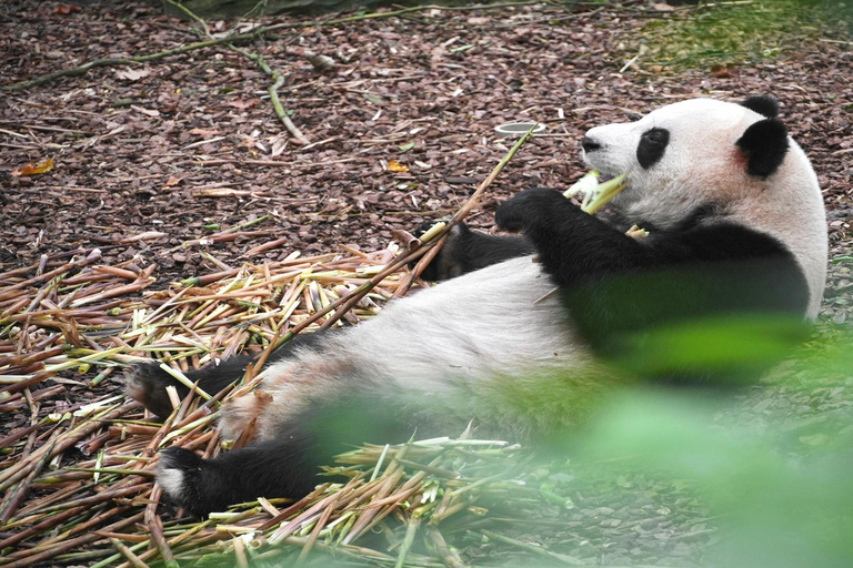 成都熊猫基地和乐山大佛之旅