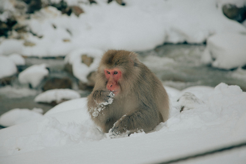 From Tokyo:Nagano Snow Monkeys Park & Hot Springs Experience