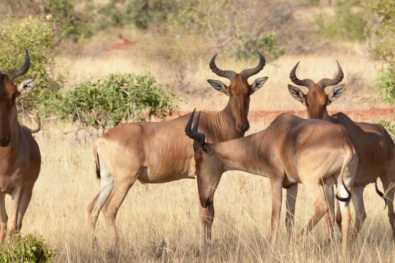 2-dagars viltsafari till Tsavo East &amp; Tsavo West Park