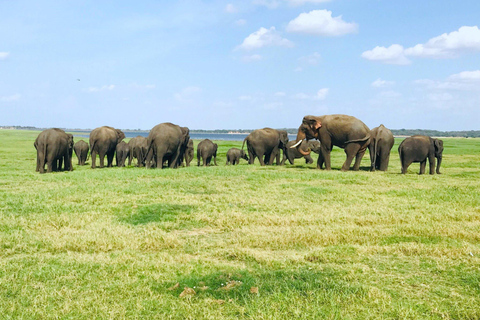 From Dambulla: Cave Temple & Kaudulla National Park Safari