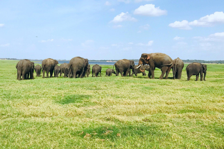 From Dambulla: Cave Temple & Kaudulla National Park Safari